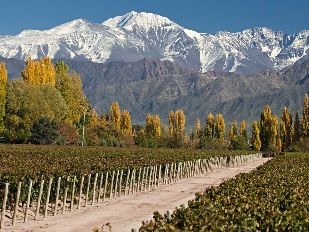 Viñedos de Mendoza